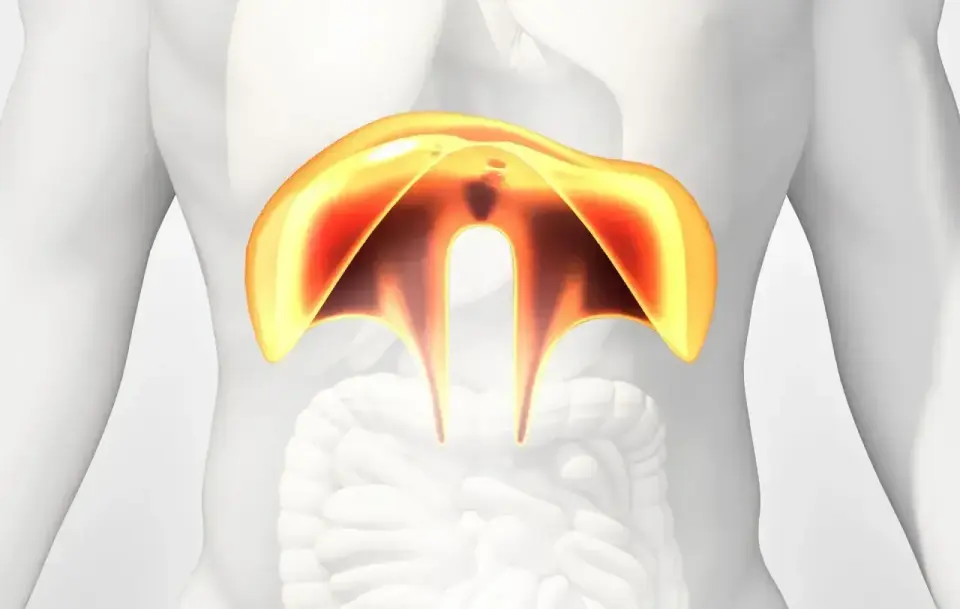 Anatomical illustration of the diaphragm, a dome-shaped muscle crucial for breathing, showing its relation to the rib cage and abdominal organs. Its movement expands the chest cavity, affecting the **przestrzenie międzyżebrowe**.